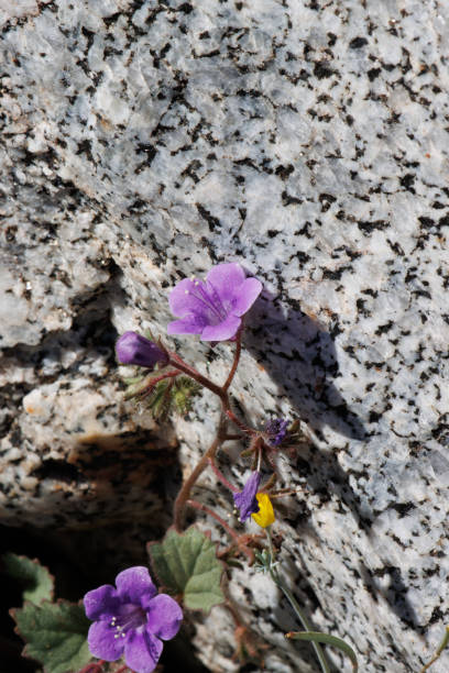 istock Phacelia Minor Bloom - Anza Borrego Desert - 030922 1412061395