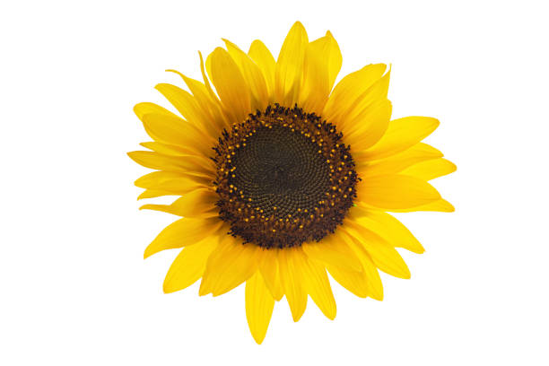 istock sunflower on white isolated background 1412061934