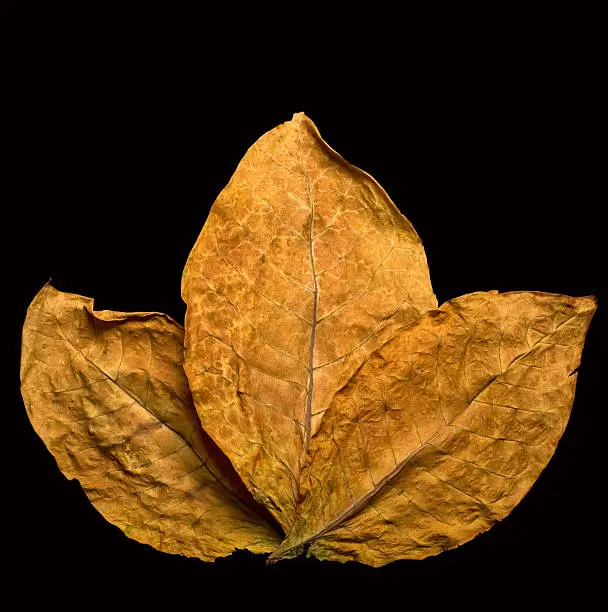 dry leafs tobacco closeup on the black background