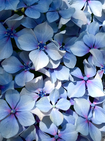 Closeup view of blue hydrangea flower petal blossoms, a natural texture background showcasing beauty in nature.