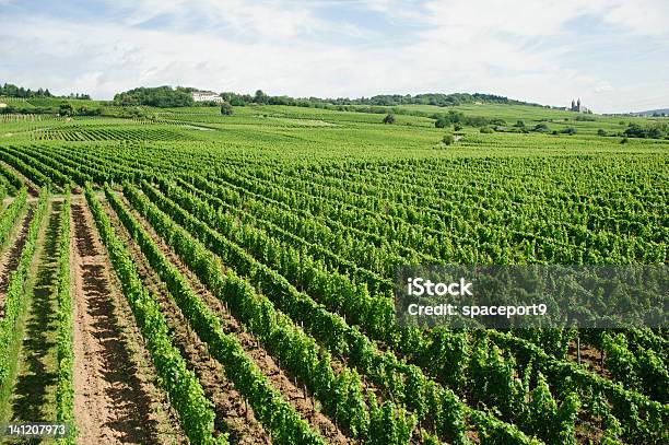 Photo libre de droit de Vignoble Dans La Vallée Du Rhin En Allemagne Europe banque d'images et plus d'images libres de droit de Agriculture