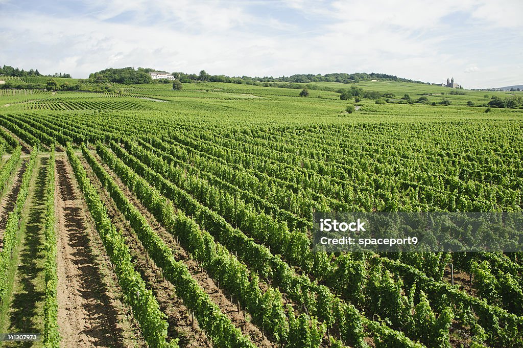 Vigneto nella valle del Reno, Germania, Europa. - Foto stock royalty-free di Agricoltura