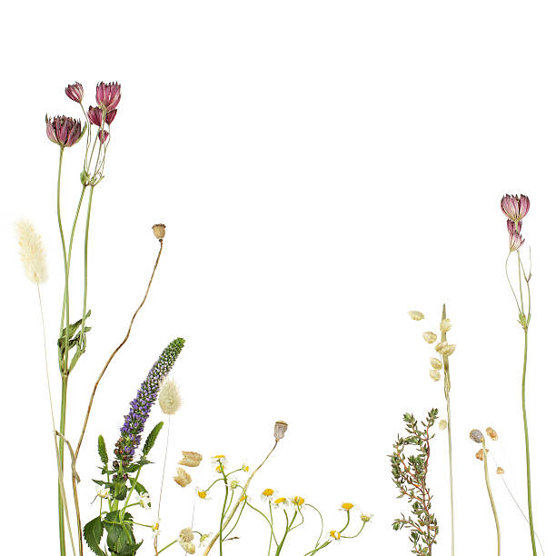 istock A beautiful floral border template for stationery  141208056
