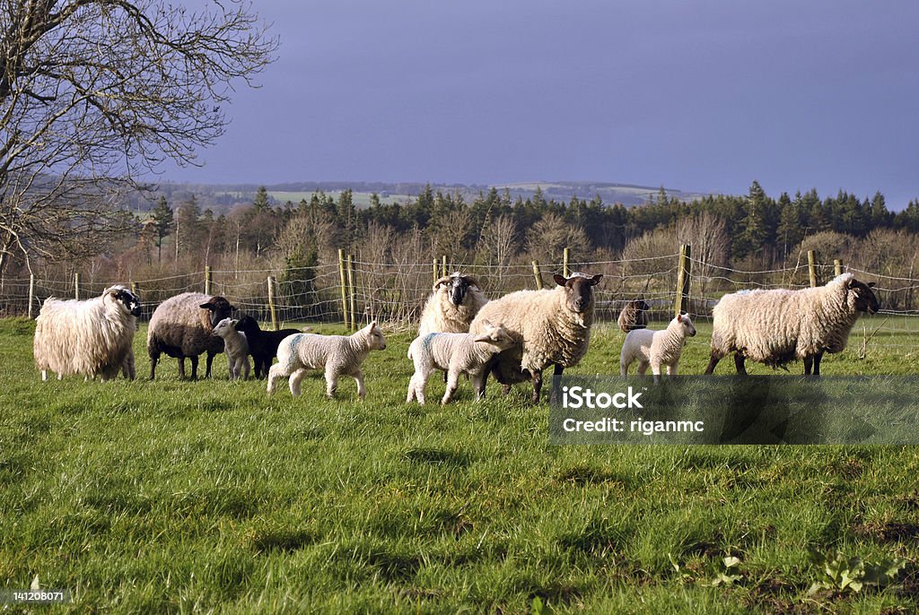 Herde der Schafe und Lämmer - Lizenzfrei Agrarbetrieb Stock-Foto