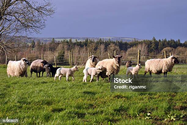 Herde Der Schafe Und Lämmer Stockfoto und mehr Bilder von Agrarbetrieb - Agrarbetrieb, Feld, Fotografie