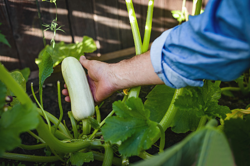 farmer picking zucchini in the garden