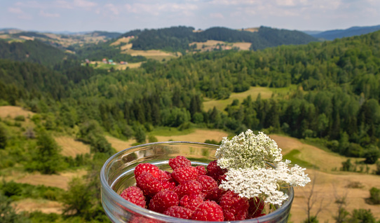 Transparent glass bowl full of raspberries, Zlatar mountain background