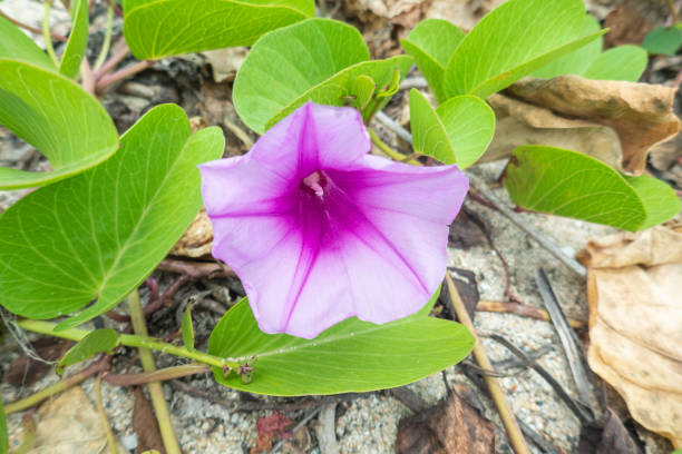 istock Wild violet flower blossoming, Tayrona National Park 1412083345