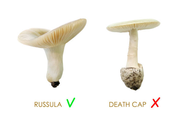 Difference between edible russula mushroom and poisonous death cap. Isolated on white. Edible wild mushroom green russula and similar poisonous death cap (Amanita phalloides) isolated on white background amanita phalloides stock pictures, royalty-free photos & images