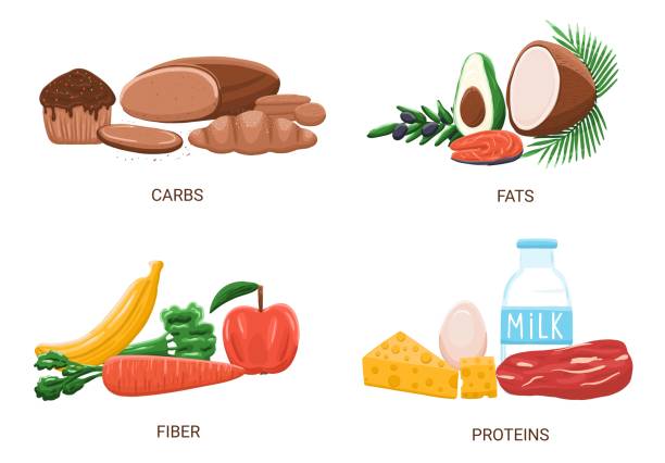 углеводы, белки, жиры и клетчатка пищевая группа в мультяшном стиле - bakery meat bread carbohydrate stock illustrations