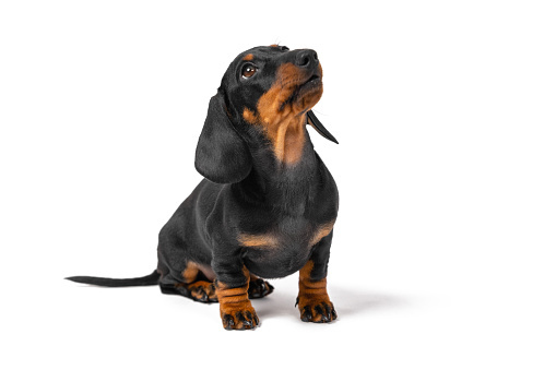 Cute dachshund puppy sits and looks up, begging for something from owner. Pet obediently executes command and waits for a reward from handler. Dog is indignant, attracting attention of a person.