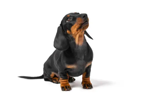 Photo of Cute dachshund puppy sits and looks up, begging for something from owner. Pet obediently executes command and waits for a reward from handler. Dog is indignant, attracting attention of a person.