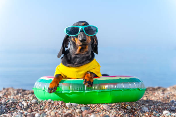 istock Dachshund in sunglasses sits in inflatable swimming ring on seashore. 1412089593
