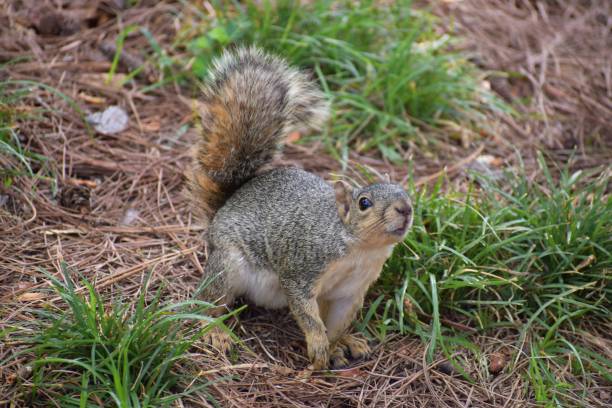 Portrait of a Squirrel