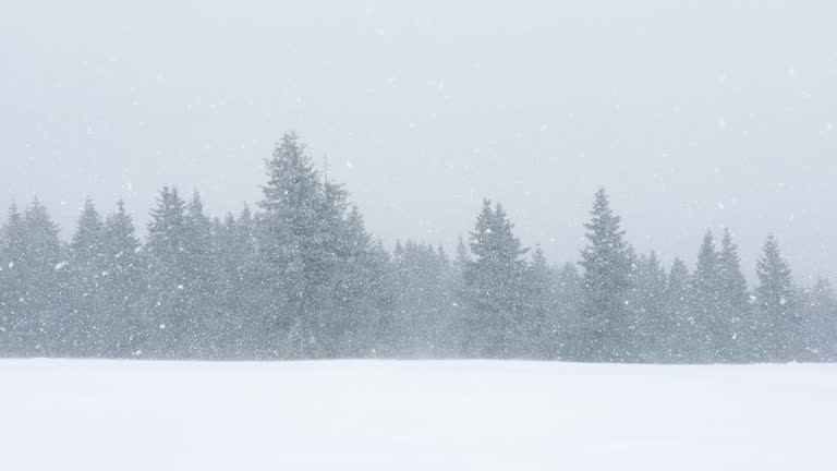 Heavy snowfall with snowflakes fly over the fir forest