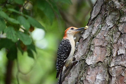 Red-bellied Woodpecker of Houston, Texas