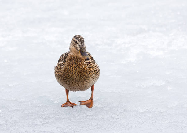 istock Mallard female standing on ice surface of river. 1412092540