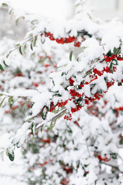 nahaufnahme von vogelbeeren unter dem schnee. weichzeichner. - cyclone stock-fotos und bilder