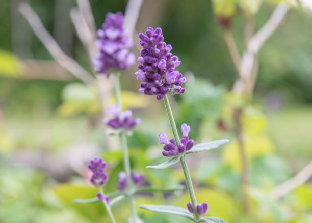 istock The beautiful Danish summer garden 1412099252