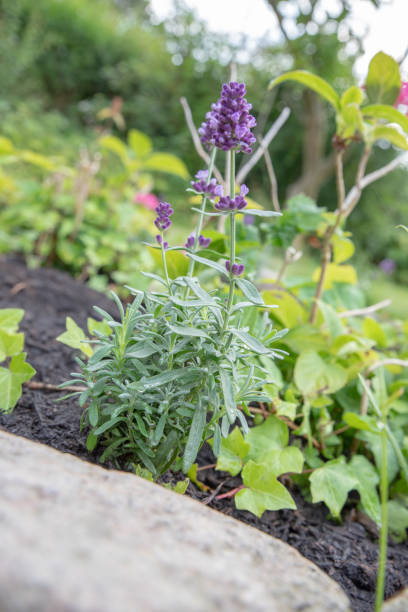 istock The beautiful Danish summer garden 1412099259