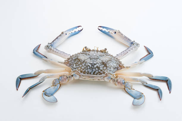 istock Fresh Blue Crab served on white plate. Food preparation. 1412110555