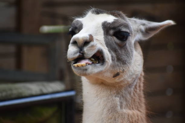 istock Portrait of a Llama as he makes a funny face 1412113889