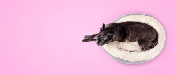 istock Dog in dog bed on pink background. 1412114396