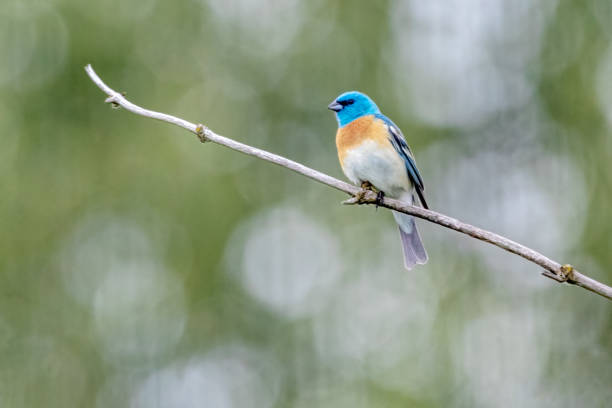 istock Lazili Bunting perched on a twig 1412118745