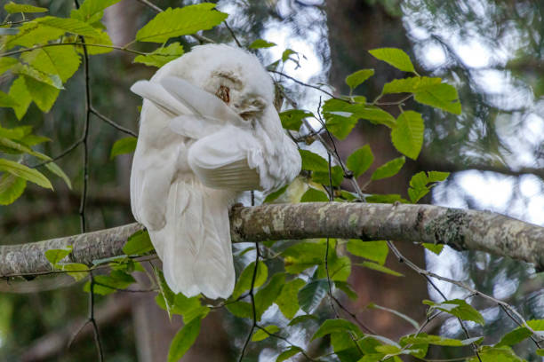 istock Albino Barred Owl perched on a tree branch cleaning its feathers, British Columbia, Canada 1412118839