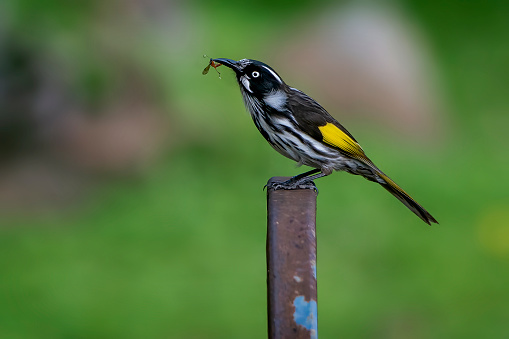 Tiny new holland honeyeater perching in nature eating an insect