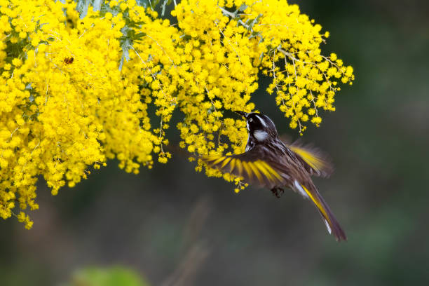 istock New Holland Honeyeater (Phylidonyris novaehollandiae) 1412119707