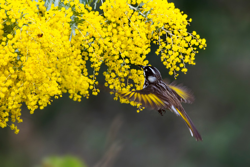 Tiny new holland honeyeater hovering above a wattle tree
