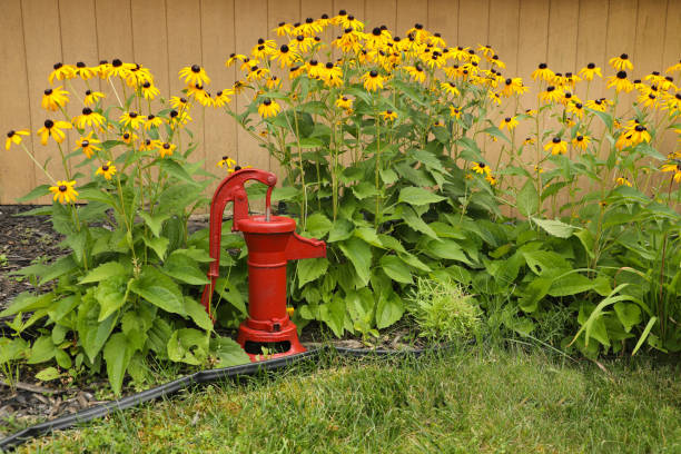 istock Back-Eyed Susan flower garden 1412119756