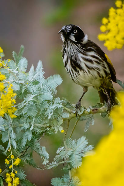 istock New Holland Honeyeater (Phylidonyris novaehollandiae) 1412119769