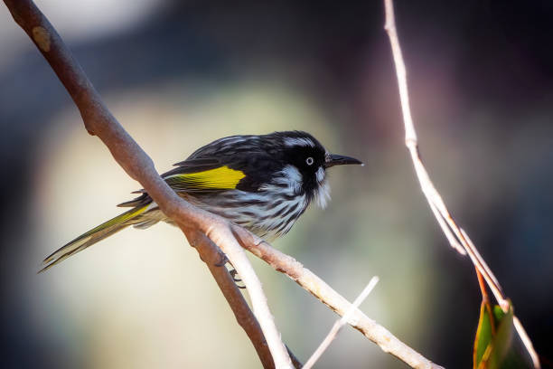 istock New Holland Honeyeater (Phylidonyris novaehollandiae) 1412119837