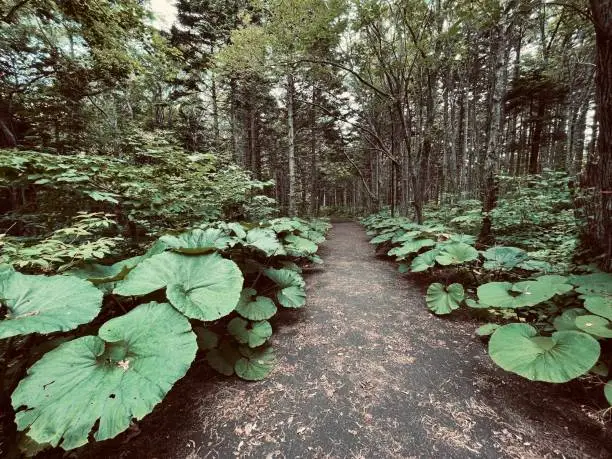 Large butterbur leaves line an tarmac path in a public park forest