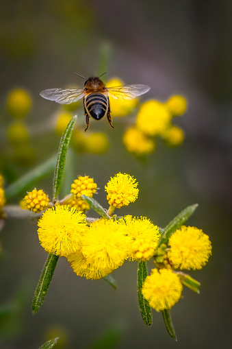 Honey Bee covered in pollen landing on pink flower.