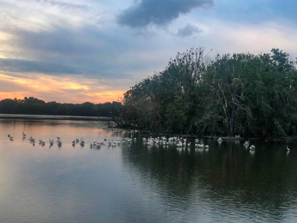 istock White pelicans by island in water at sunset 1412122427