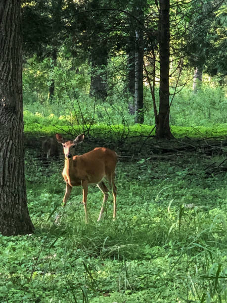istock Beautiful whitetail deer in Wisconsin woods 1412122428