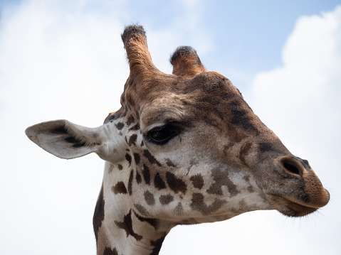 Extreme close up of the face of a captive Masai giraffe or Giraffa camelopardalis . Photographed in the Houston Zoo in Texas.