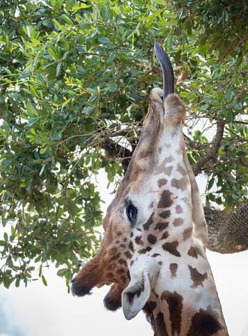 Captive Masai Giraffe or Giraffa camelpardalis with black tongue feeding on leaves in the Houston Zoo in Texas.