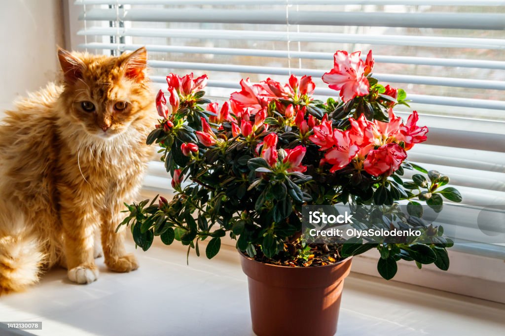 Blooming pink azalea in flower pot and ginger cat on windowsill Domestic Cat Stock Photo