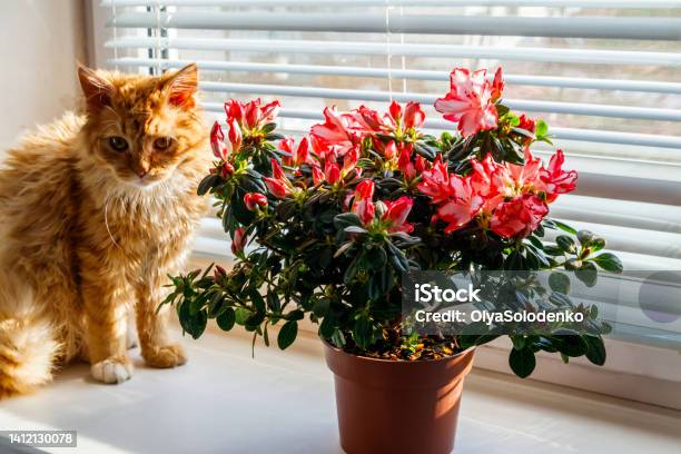 Blooming Pink Azalea In Flower Pot And Ginger Cat On Windowsill Stock Photo - Download Image Now