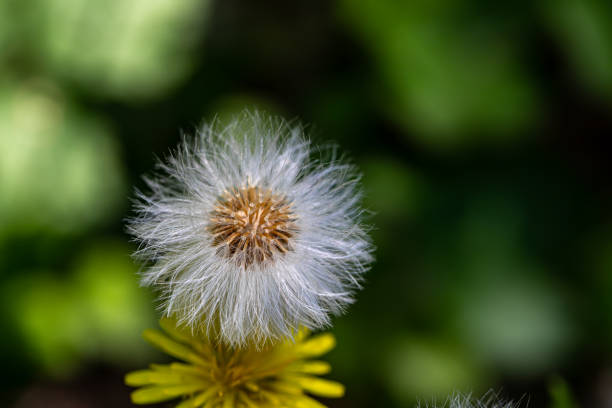 flowers captured in Bohinj valley Slovenia