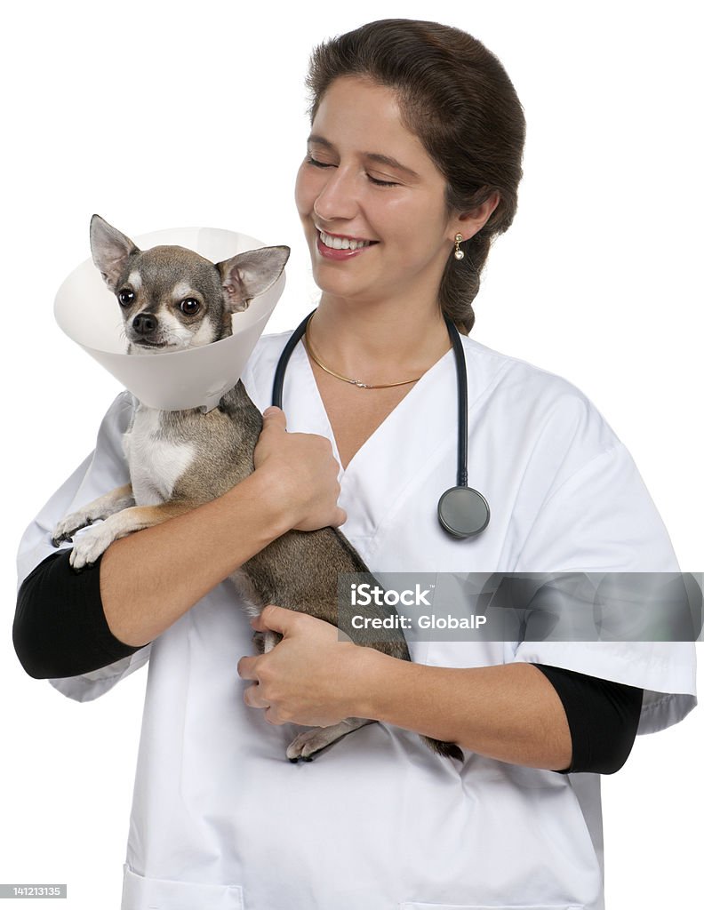 Tierarzt tragen ein Chihuahua mit space-Kragen - Lizenzfrei Chihuahua - Rassehund Stock-Foto