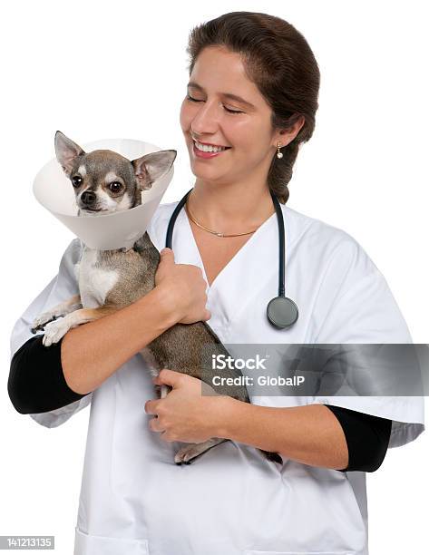 Tierarzt Tragen Ein Chihuahua Mit Spacekragen Stockfoto und mehr Bilder von Chihuahua - Rassehund - Chihuahua - Rassehund, Tierarzt, Weißer Hintergrund
