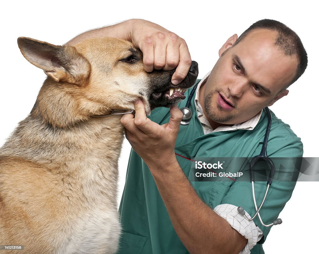 Vet examining a German Shepherd in front of white background Animal Hospital Stock Photo