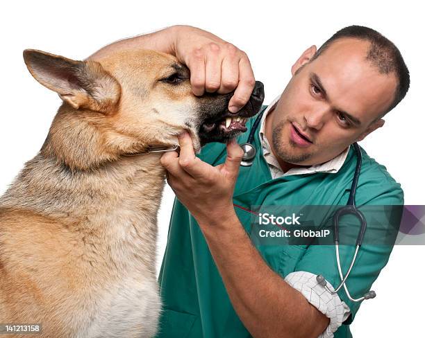 Vet Examining A German Shepherd In Front Of White Background Stock Photo - Download Image Now