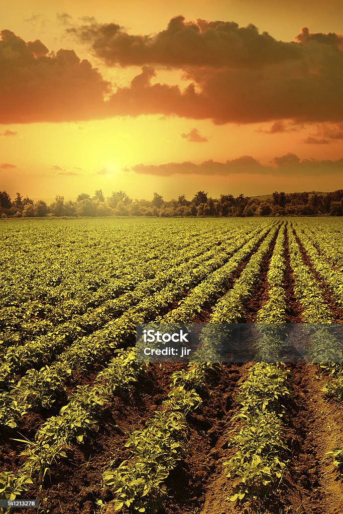 Campo de papas - Foto de stock de Agricultura libre de derechos