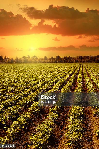 Campo De Papas Foto de stock y más banco de imágenes de Agricultura - Agricultura, Patata, Campo - Tierra cultivada